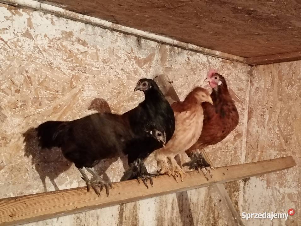 Kurki liliputy Łowicz