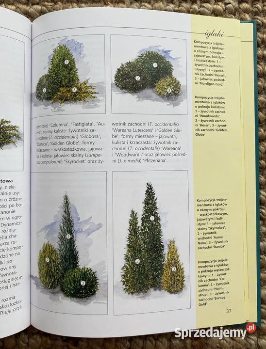 Iglaki w kompozycjach ogrodowych Osięciny sprzedam