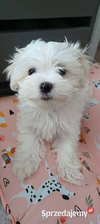 Maltańczyk ZHPR UCI Ropczyce