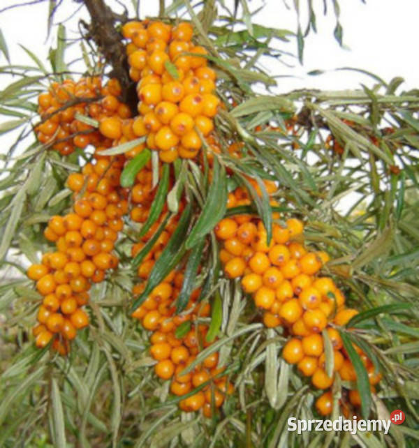 ROKITNIK LECZNICZY Hippophae rhamnoides NASIONA
