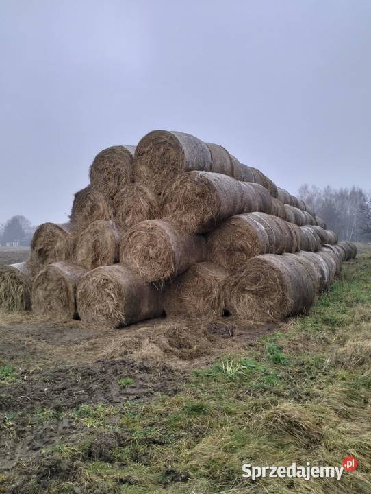 Siano w belach Niedźwiada