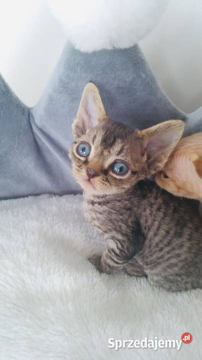 kocurek Devon Rex czarny Wrocław