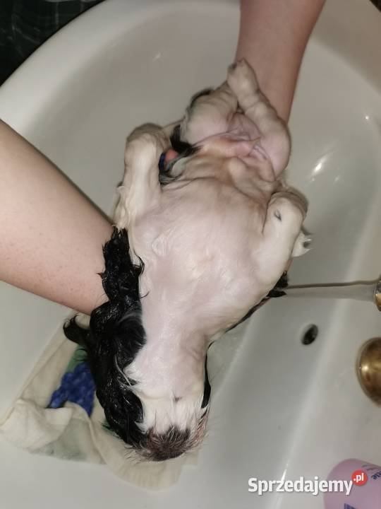 Shih tzu pies pomorskie Shih Tzu Gdańsk