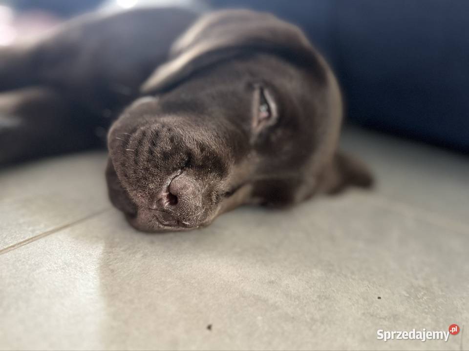 Labrador Retriever czekoladowy samiec sprzedam