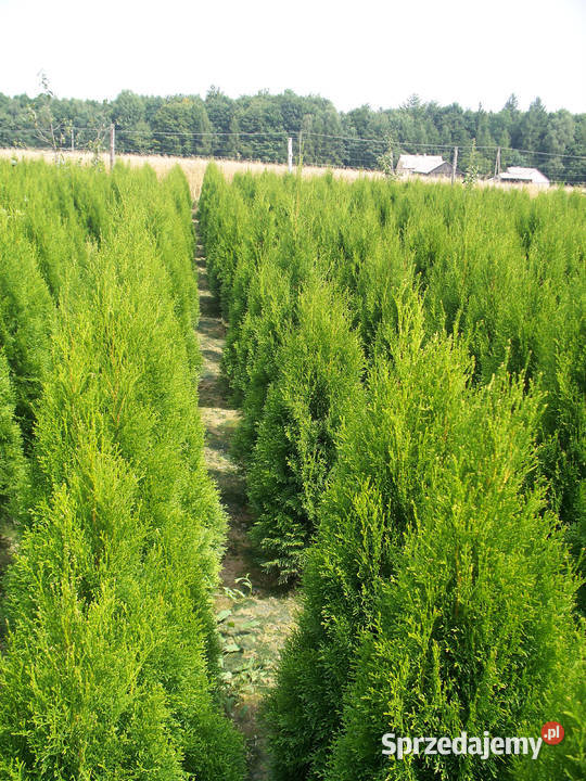 Tuja Thuja Tuje Szmaragd Smaragd 1301150 śląskie Katowice sprzedam