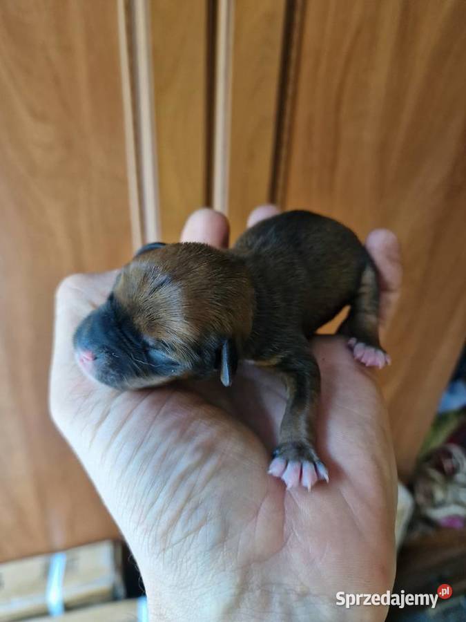 pinczer miniaturowy XXS ratlerek sarenka mały Myszyniec