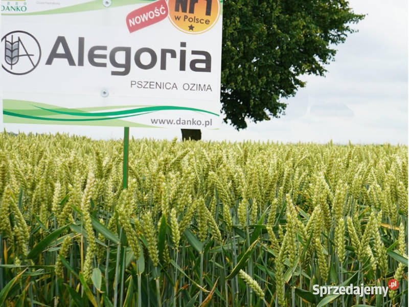 Pszenica ozima Alegoria odporna na szuszę
