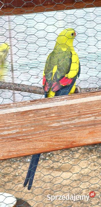 Papugi Księżniczki Słoneczne z dokumentami Lubliniec sprzedam