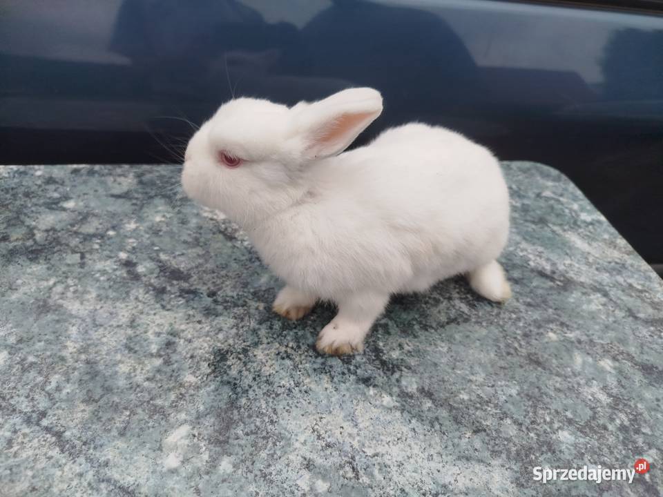 Hermelin czerwnooki Białkowo