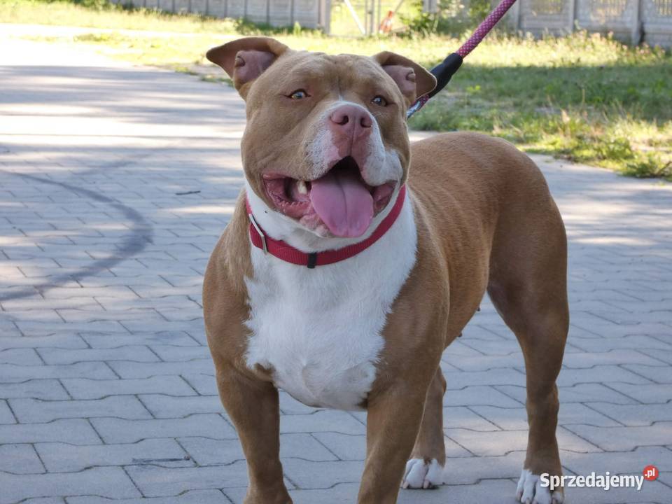 American Bully ABKC Kozienice