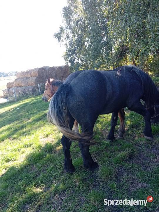 Zaprzęgana siwa klacz Waśniów
