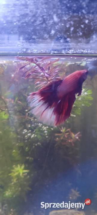 Sprzedam samca bojownika Zamość