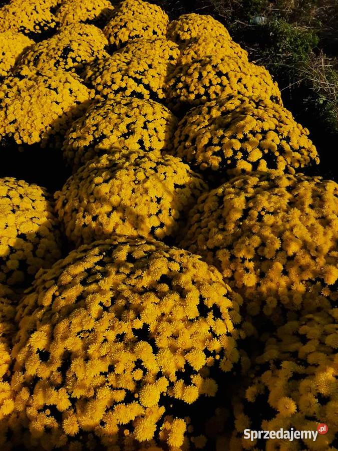 Chryzantemy cięte i doniczkowe mazowieckie Błonie