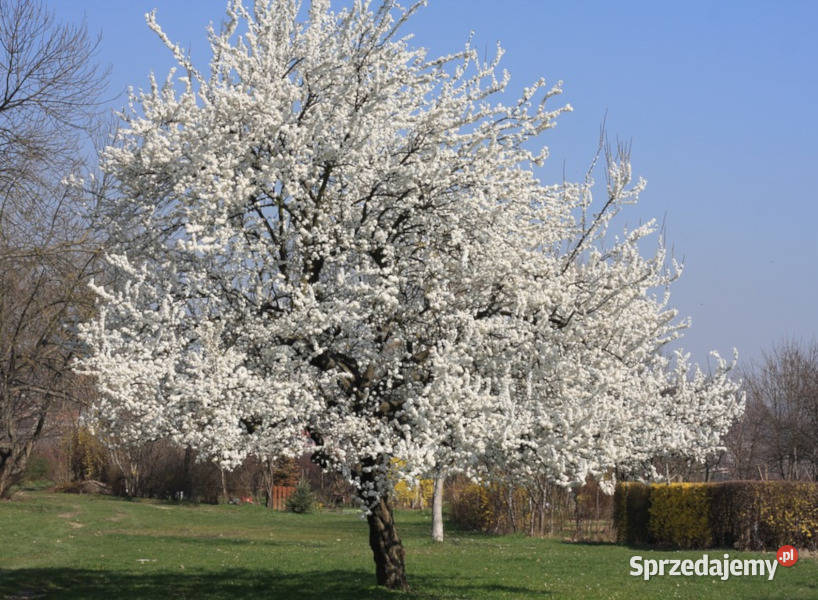 WIŚNIA PTASIA Prunus avium NASIONA 45 sztuk 10g kujawsko-pomorskie Lubanie