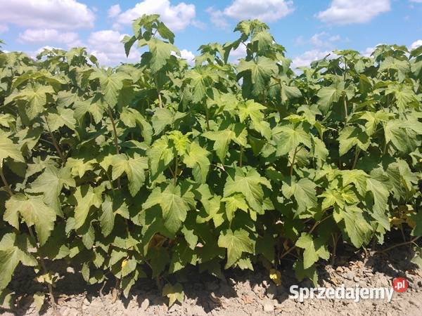 Sprzedam licenconowane sadzonki czarnej Siemiatycze