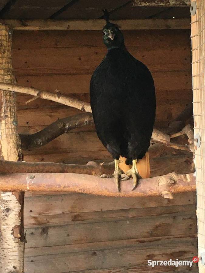Olśniak Himalajski Działdowo