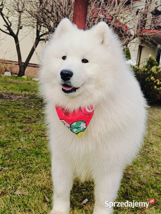 Samoyed piesek 9 miesięcy