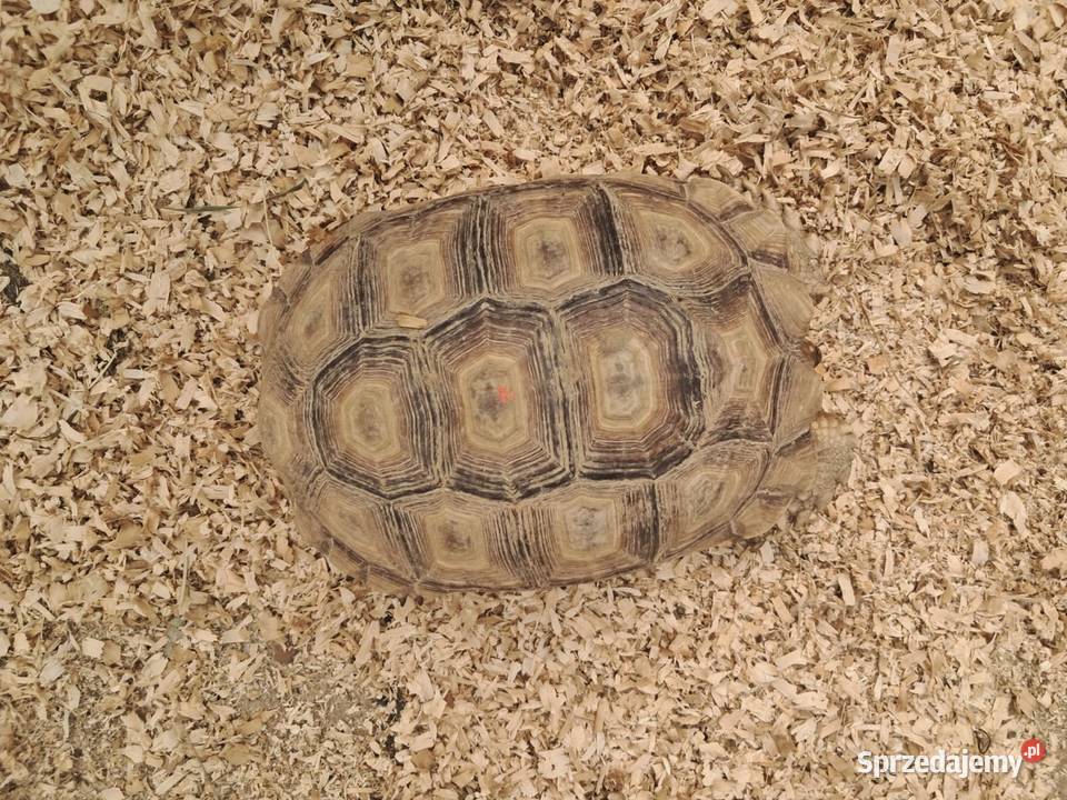 Żółw Pustynny Sulcata 23 transport cała Polska wielkopolskie Poznań