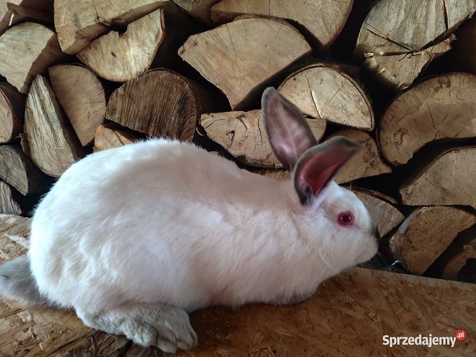 Króliki samce i samice Króliki Lubatówka