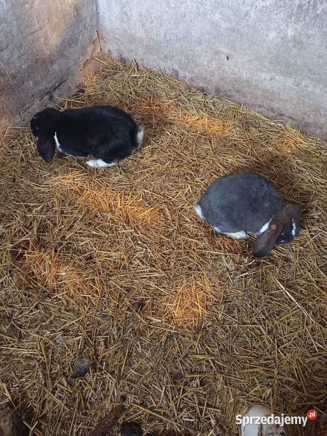 Sprzedam króliki baranyy Giełda zwierząt Kutno sprzedam