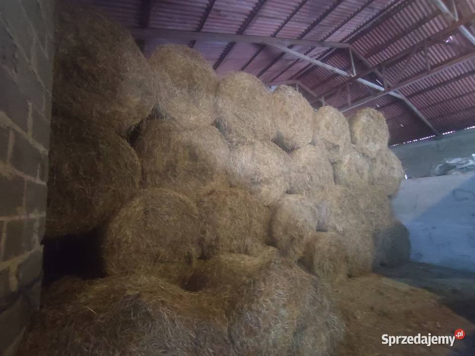 Siano suche koni Trawy, słoma Zduńska Wola