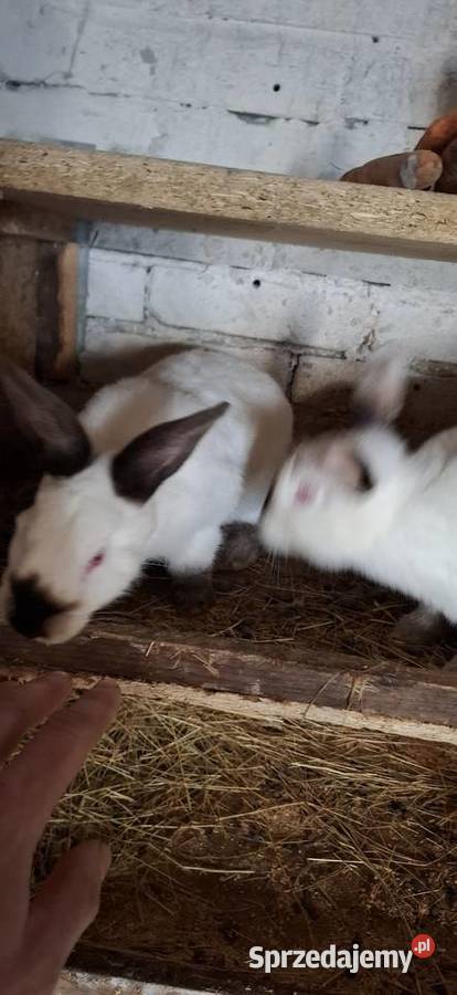 Kalifornijskie na ubój Szlichtyngowa