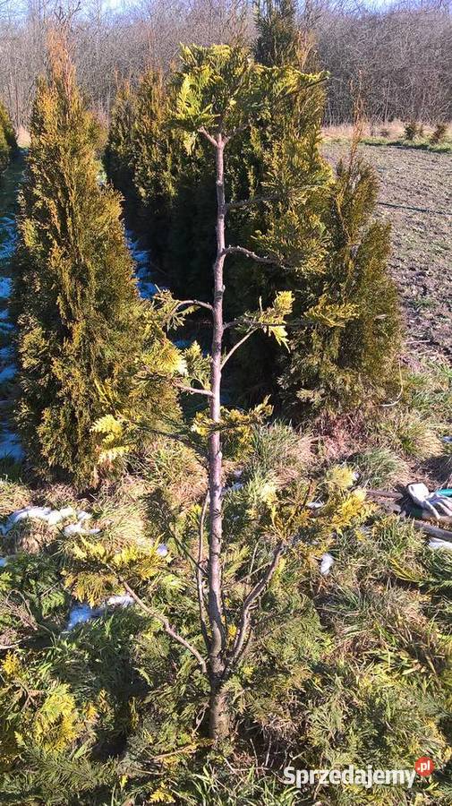 Krzewy formowane Strzyżone Ogrodowe Bonsai Mszczonów