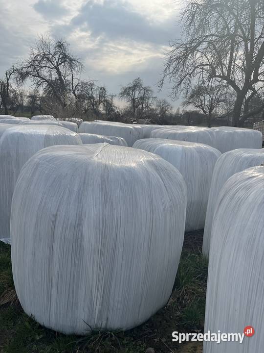 Belki kiszonki Miłochniewice