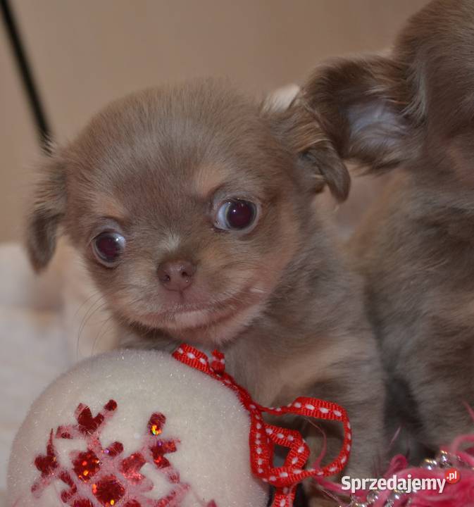 CHIHUAHUA PRZEPIĘKNA DŁUGOWŁOSA SUNIA KOLOR Warszawa