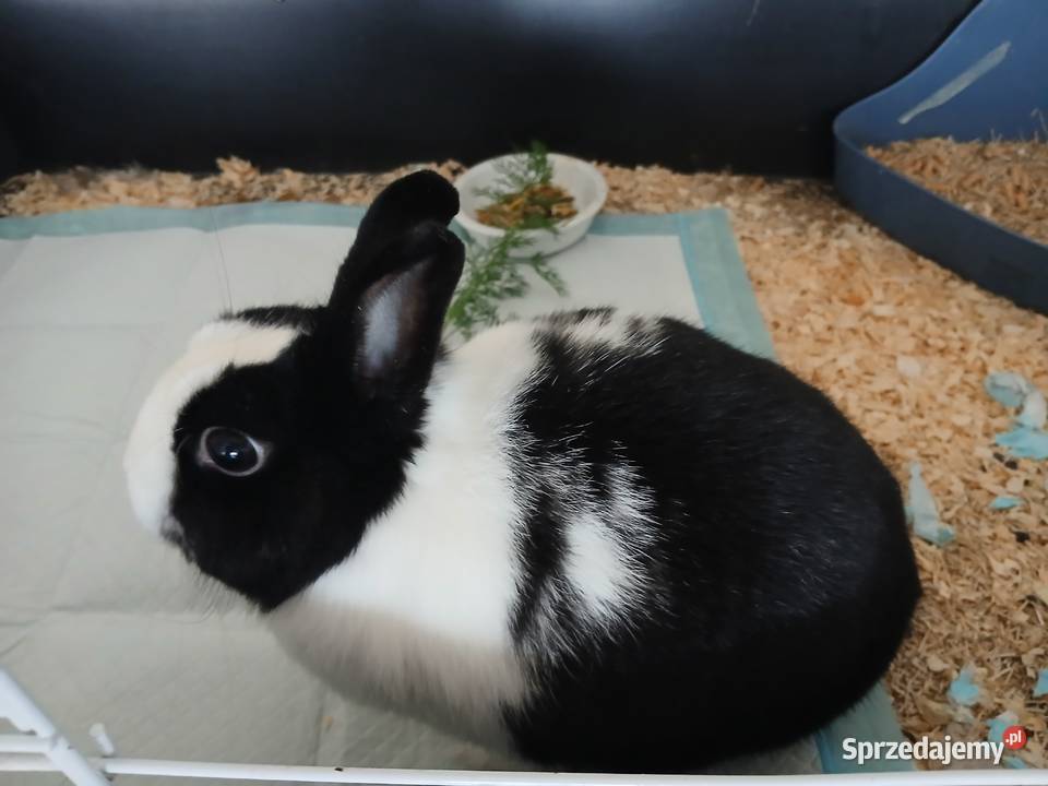 Sprzedam Królika Szczecin