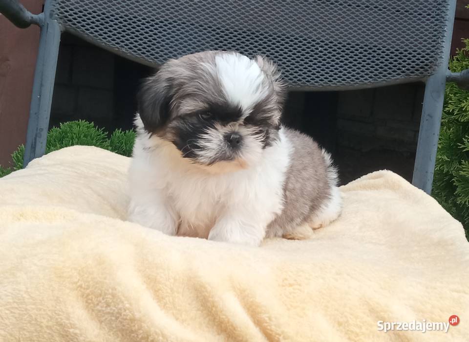 Chłopczyk Shihtzu tricolor z wielopokoleniowym