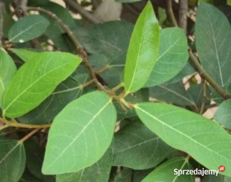 FIGOWIEC GRONIASTY Ficus glomerata NASIONA 100g Lubanie sprzedam