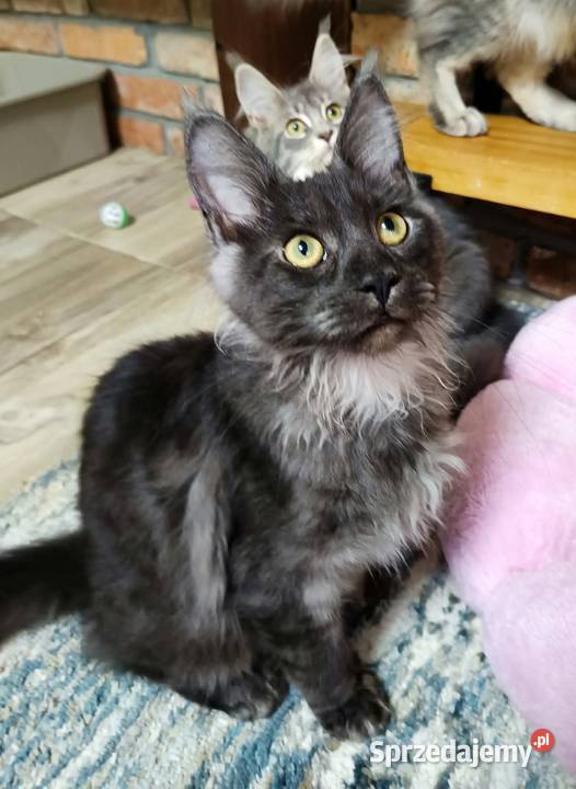 Phantome Noir wyjątkowy kocurek Maine Coon black Maine Coon wielkopolskie Czempiń sprzedam