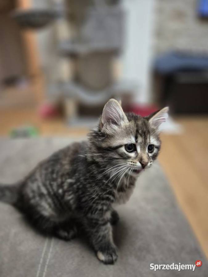 Syberyjska KOTKA ŁUCJIA rodowód FPL Stary Broniszew