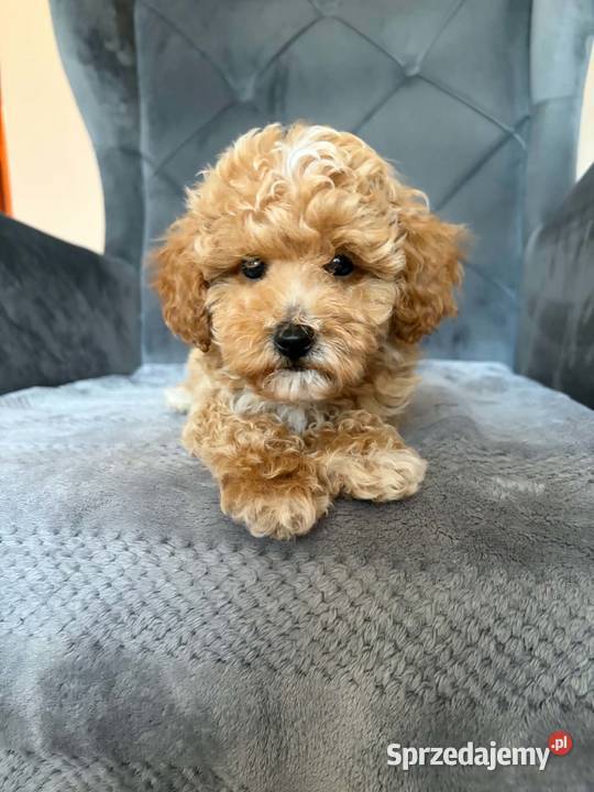 Szczeniaki Maltipoo