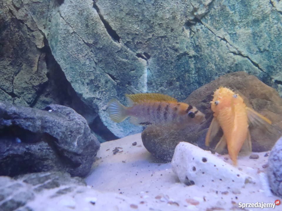 Pyszczaki Labidochromis Hongi Sweden Pozostałe Kraków