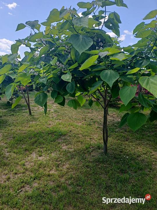 Surmia katalpa drzewo Warszawa sprzedam