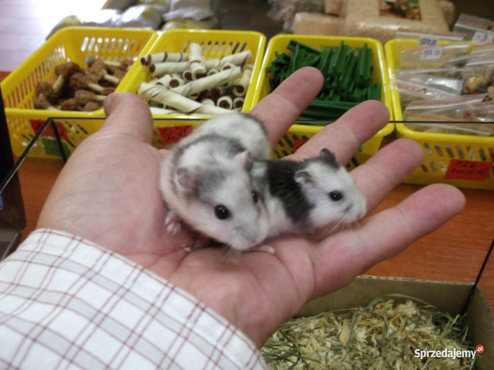 chomik panda Dąbrowa Górnicza