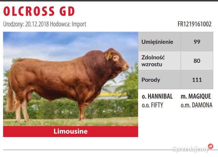 SPRZEDAM byki rasy Limousine