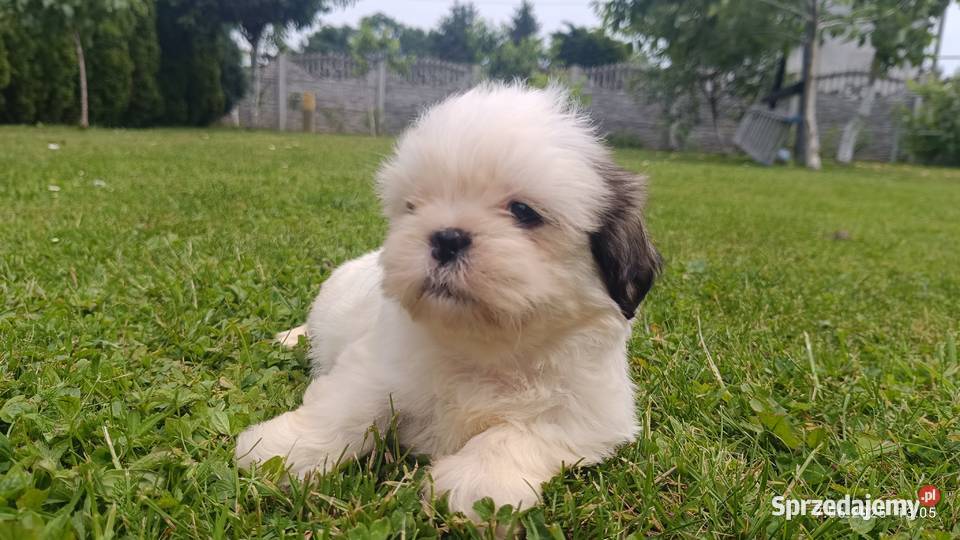 Szczeniaki shih tzu Tarnów