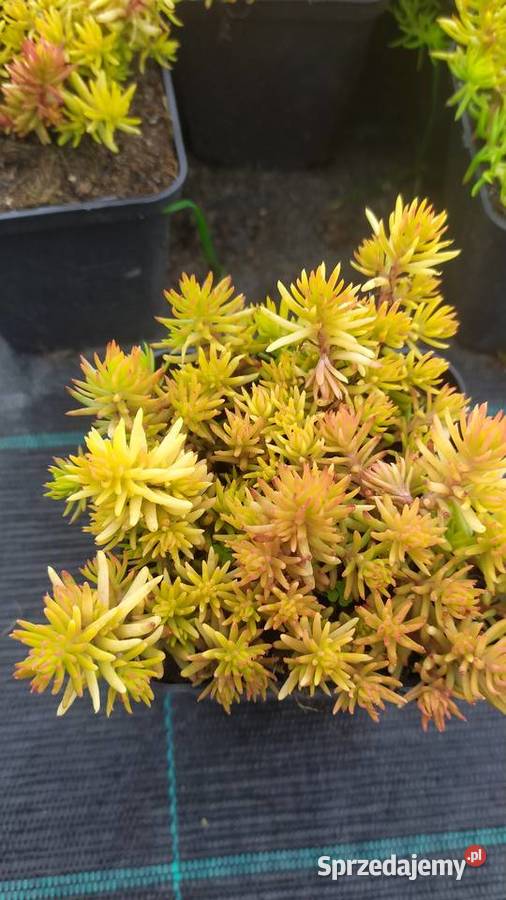 Byliny rojnik rozchodnik płomyk dzwonek żurawka Jelitów sprzedam