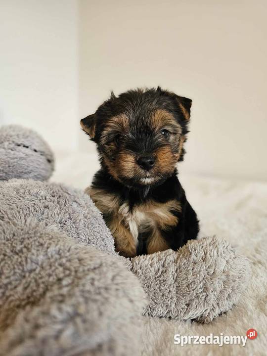 Piesek Yorkshire Terrier Z Wyprawka Chip