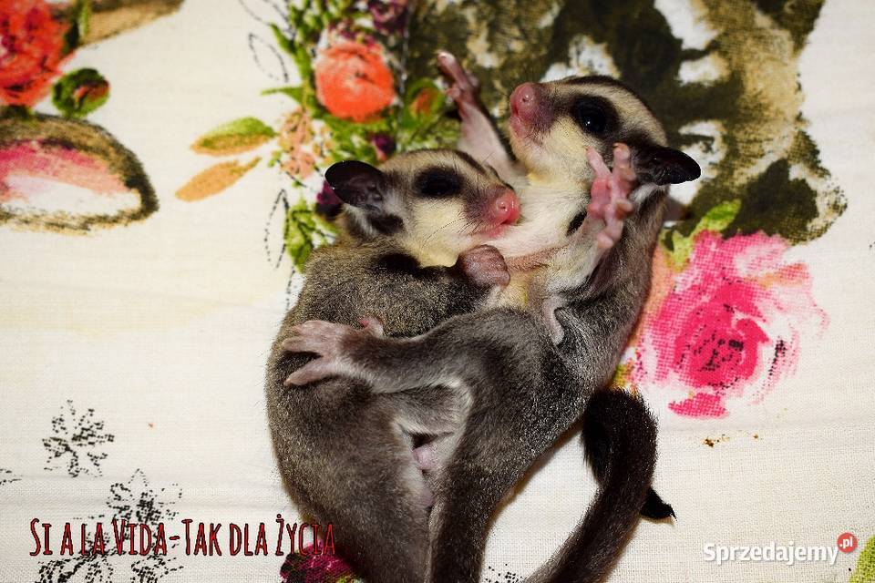 Lotopalanki lotopałanka karłowata sugar glider Wrocław