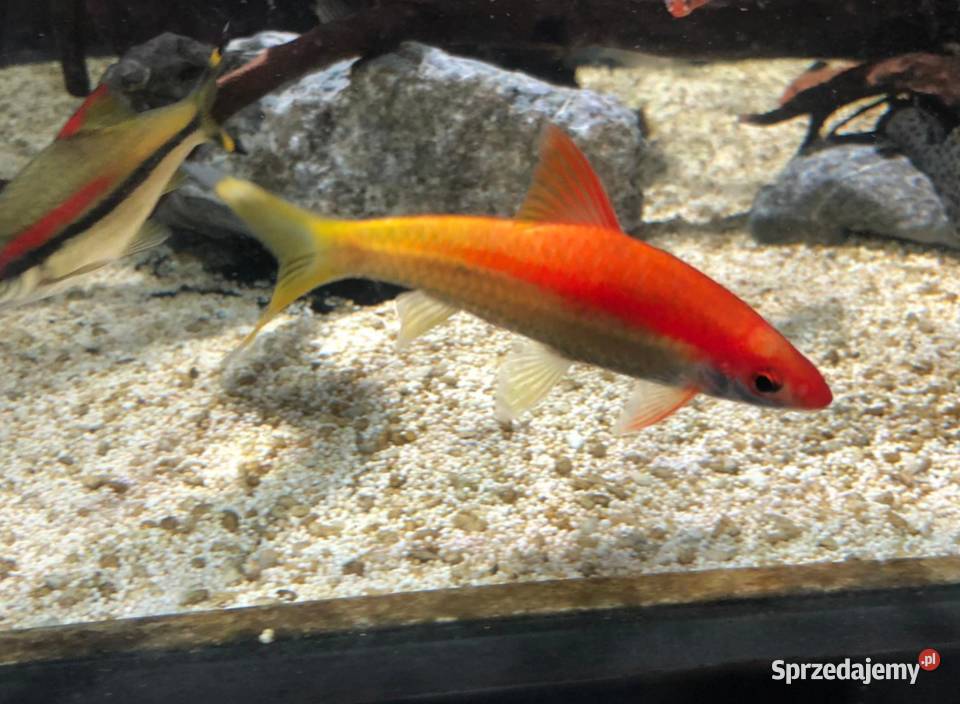 Brzanka Denisona odmiana GOLD Sahyadria pomorskie Gdańsk