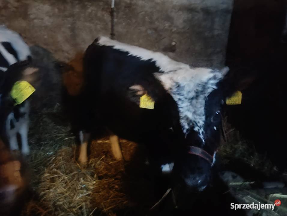 Sprzedam Dwie Jałówki Grodzisk Mazowiecki