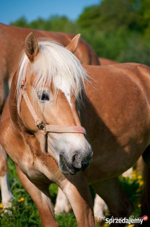 klacz haflinger urodziwa Rzeszów