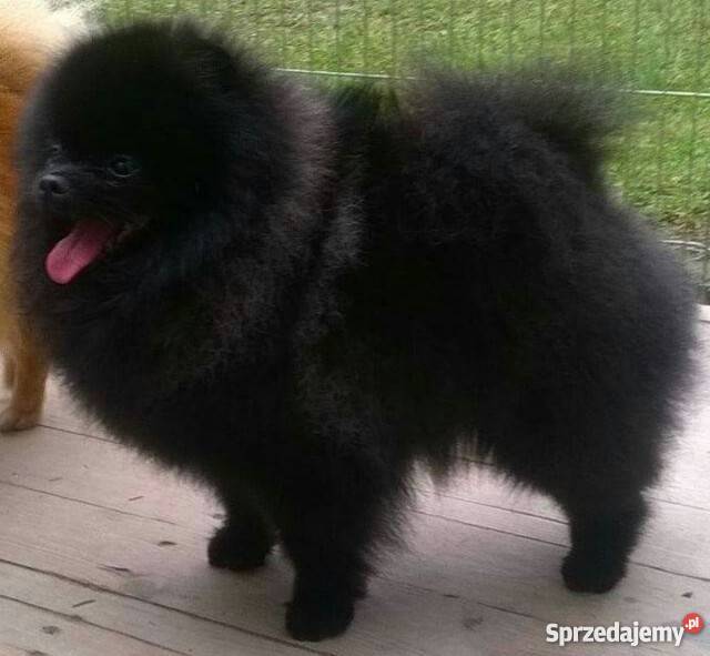 Pomeranianmaleńka suczka Łódź