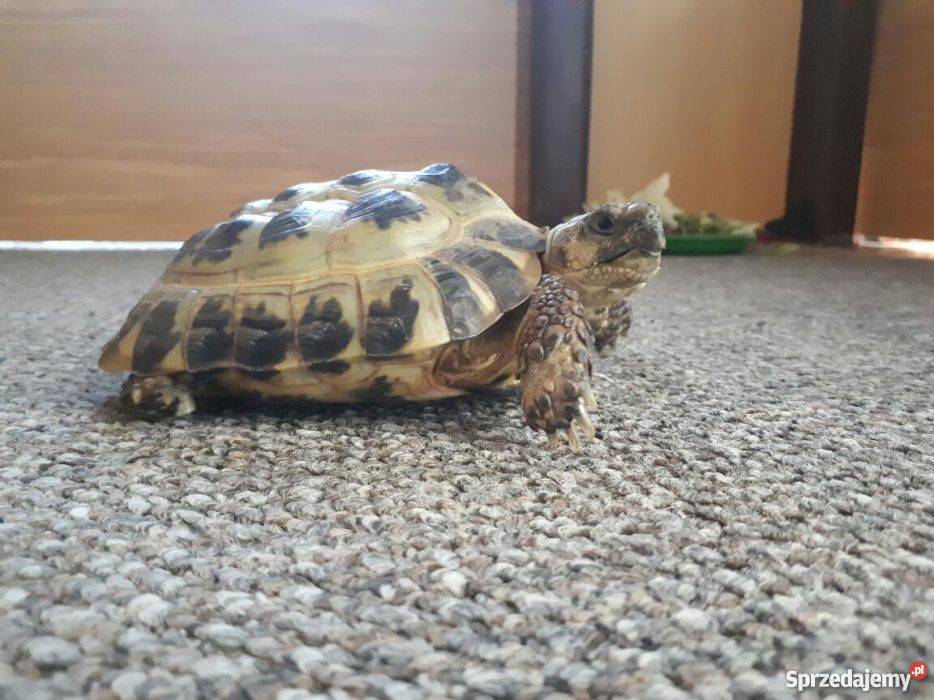 Sprzedam Żółwia Stepowego Warszawa