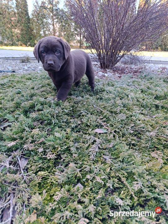 Labrador czekoladowe szczeniaczki Labrador Tarnów