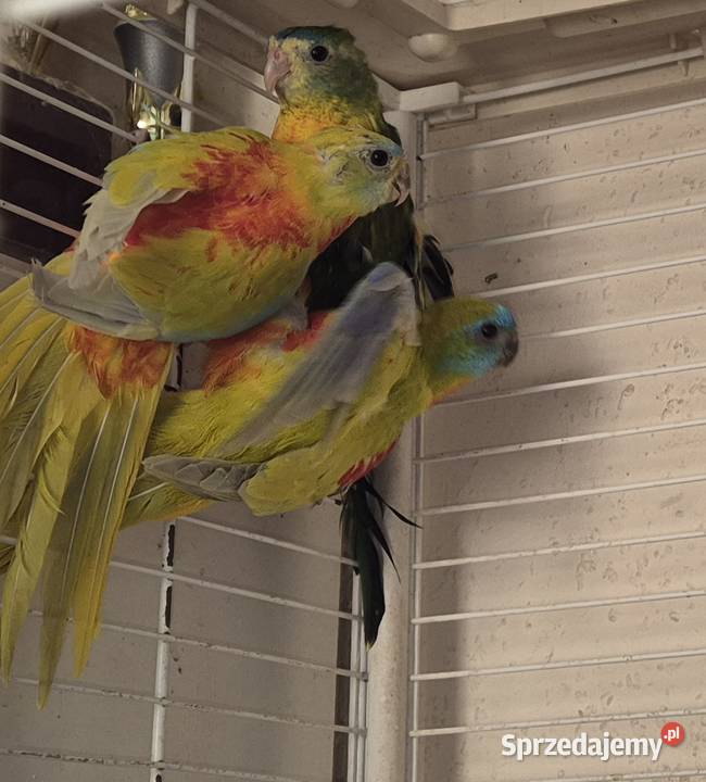 Łąkówki 2 pary Radom